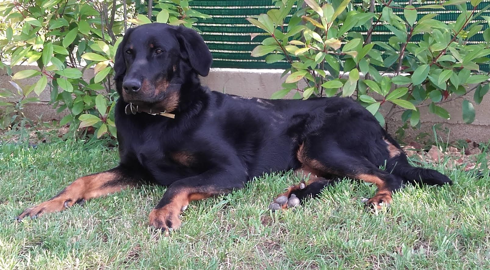 domainedelalicorne.fr photo chien beauceron photo chiot beauceron Elevage de beauceron chiot beauceron pure race élevage du clos de la licorne elevage des gardiens de la licorne elevage beauceron noir et feu authentique gros gabarits élevage de Beauceron familial sérieux et qualité domainedelalicorne.fr suivi des chiots conseil d’éducation chiot propre bas rouge santé caractère spécialiste du beauceron noir et feu ou arlequin chien rustique berger de France  nos chiots sont élevés avec amour et attention notre passion au service de la qualité Beauceron de qualité et sportif domaine de la licorne 04380 BARRAS élevage en liberté éleveur berger de beauce élevage de beauceron de travail 06 11 20 51 93 site domainedelalicorne.fr mail domainedelalicorne@gmail.com
